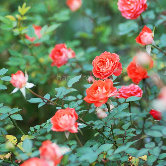 バラ グローリーグロー｜花の手帖の薔薇図鑑