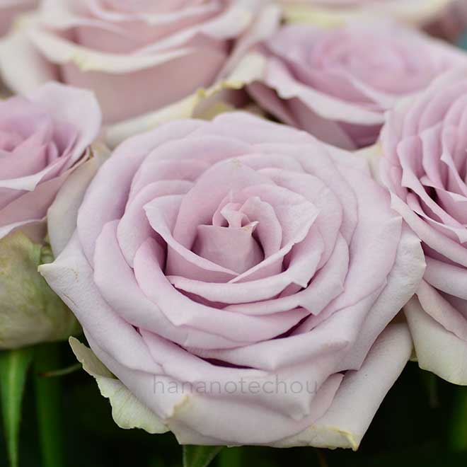 バラ グリシーヌ｜花の手帖の薔薇図鑑