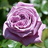 バラ ゴッド フリーウィン｜花の手帖の薔薇図鑑