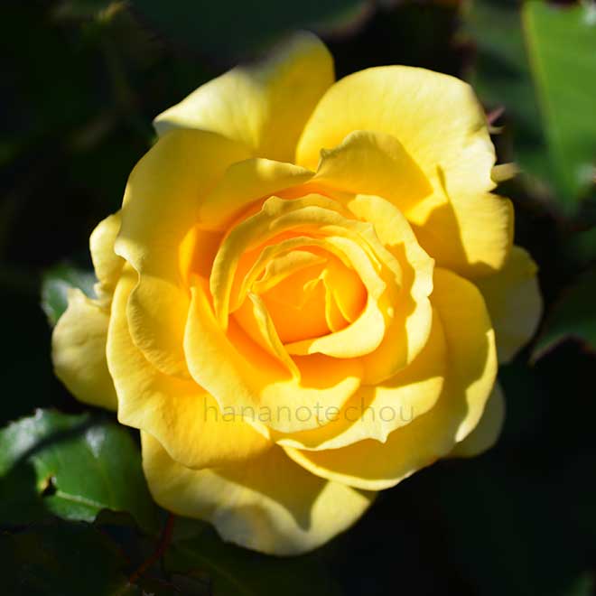 バラ ゴールド バニー｜花の手帖の薔薇図鑑