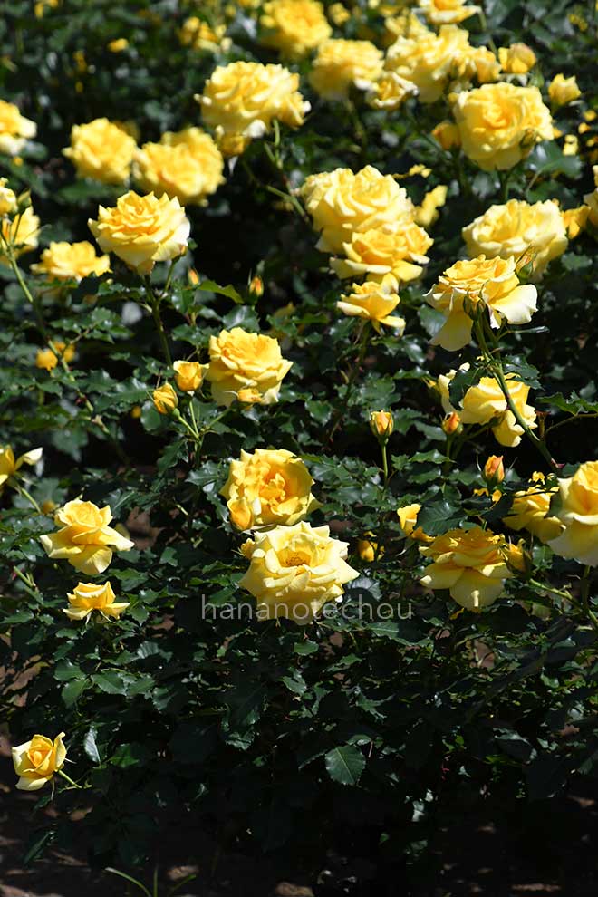 バラ ゴールド バニー｜花の手帖の薔薇図鑑