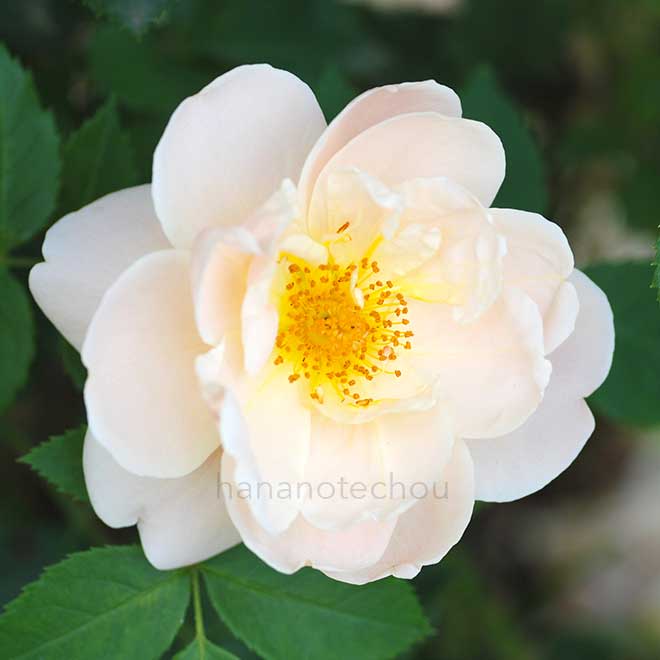 バラ ゴールドブッシュ｜花の手帖の薔薇図鑑