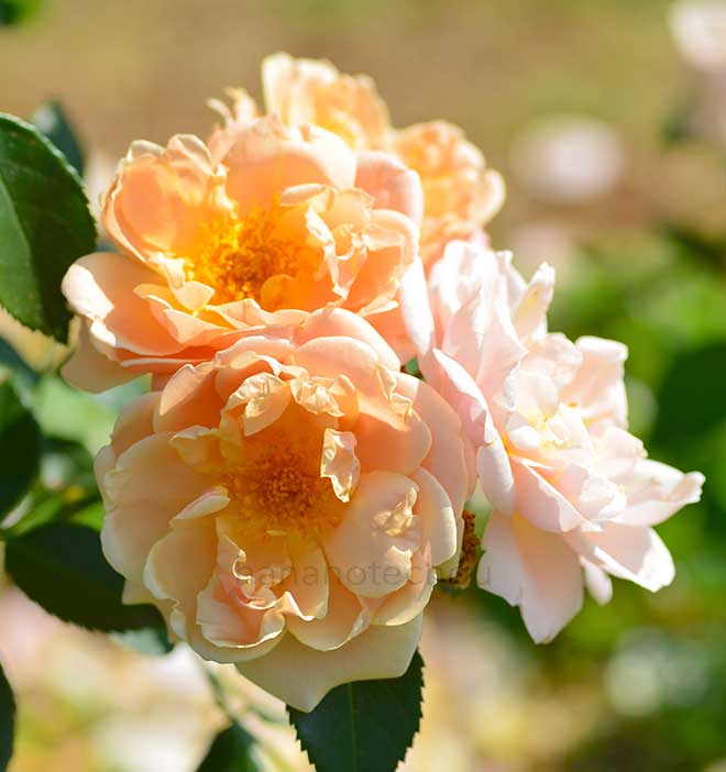 バラ ゴールドブッシュ｜花の手帖の薔薇図鑑