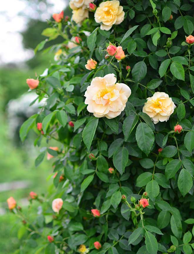 バラ ゴールドブッシュ｜花の手帖の薔薇図鑑