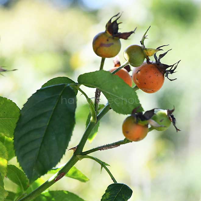 バラ ゴールドブッシュ｜花の手帖の薔薇図鑑