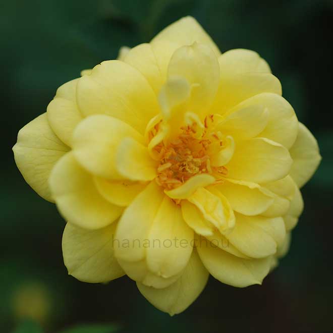 バラ ゴールド コイン｜花の手帖の薔薇図鑑