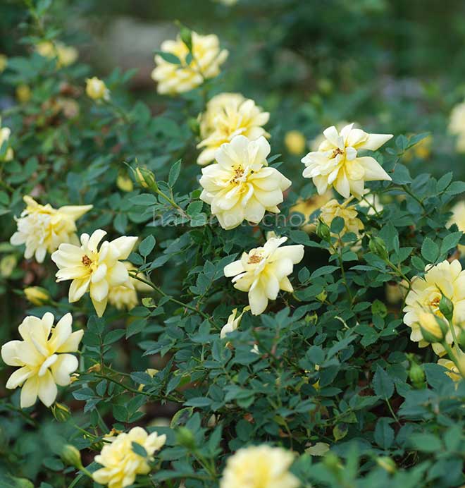 バラ ゴールド コイン｜花の手帖の薔薇図鑑
