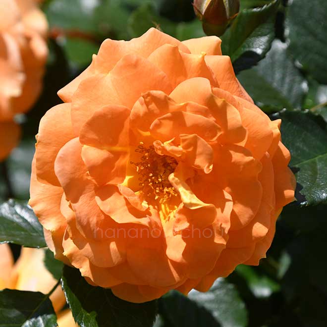 バラ ゴルデルゼ｜花の手帖の薔薇図鑑