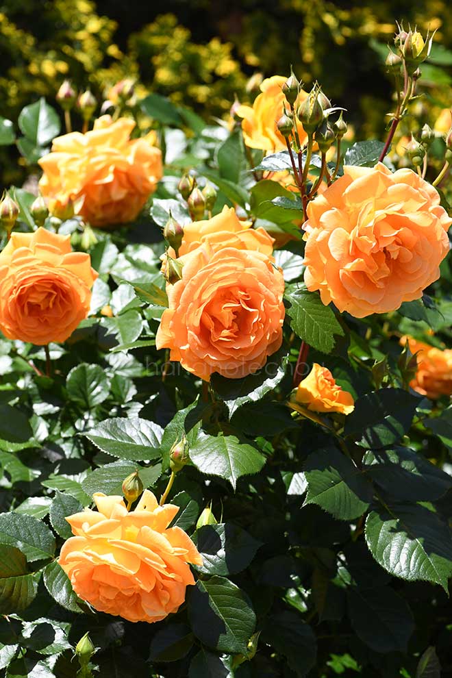 バラ ゴルデルゼ｜花の手帖の薔薇図鑑