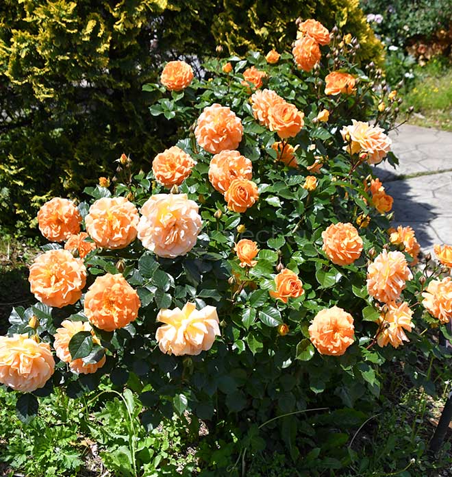 バラ ゴルデルゼ｜花の手帖の薔薇図鑑