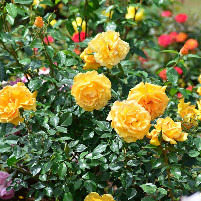 バラ ゴールデンビューティ｜花の手帖の薔薇図鑑