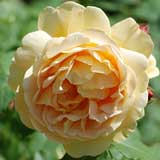 バラ ｜花の手帖の薔薇図鑑