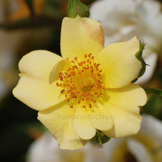 バラ ゴールデン チャッピー｜花の手帖の薔薇図鑑