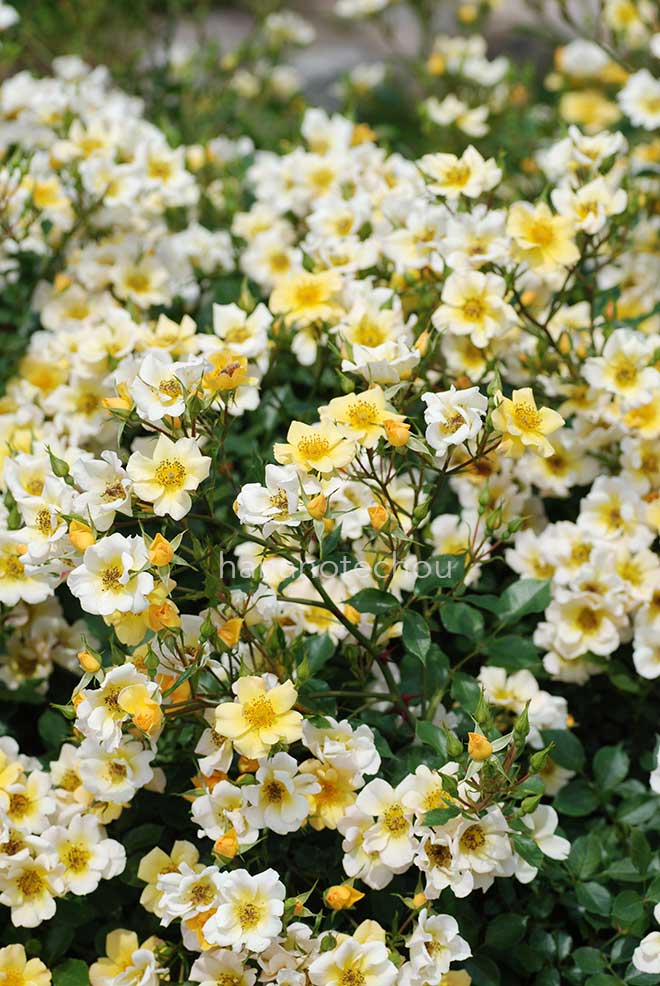 バラ ゴールデン チャッピー｜花の手帖の薔薇図鑑