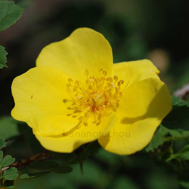 バラ ゴールデン チェルソニーズ｜花の手帖の薔薇図鑑