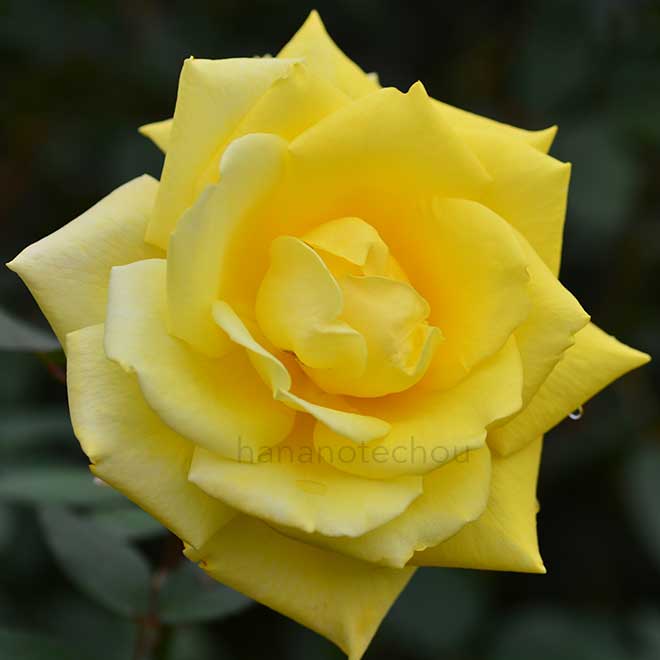 バラ ゴールデン ハート｜花の手帖の薔薇図鑑