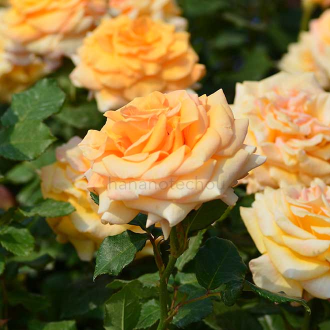 バラ ゴールデンオールディ｜花の手帖の薔薇図鑑