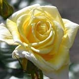 バラ ゴールデン ラプチャー｜花の手帖の薔薇図鑑