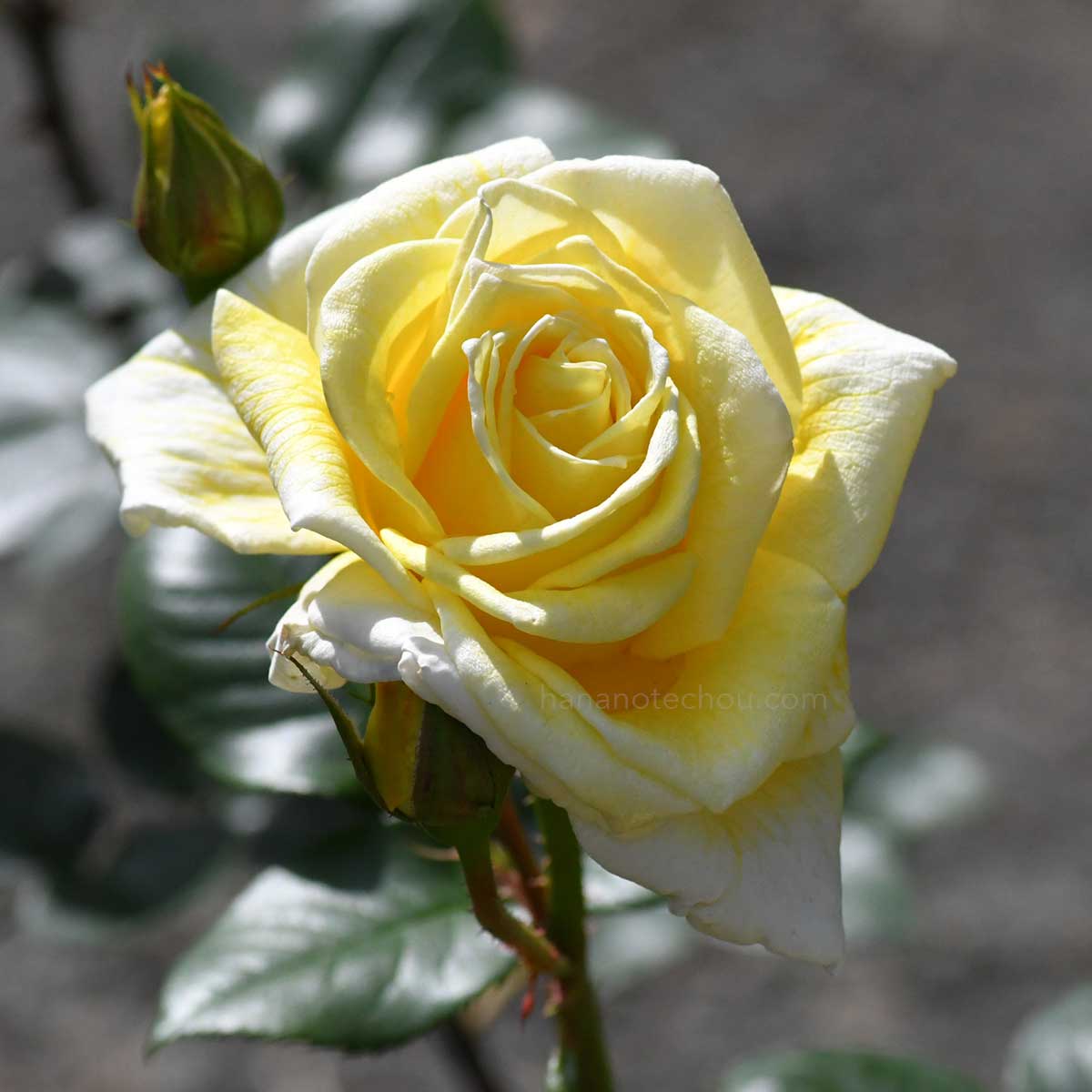 バラ ゴールデンラプチャー｜花の手帖の薔薇図鑑