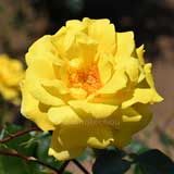 バラ ゴールデンセプター｜花の手帖の薔薇図鑑