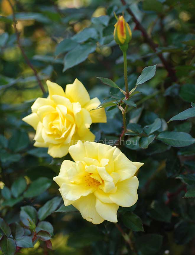 バラ ゴールデン セプター｜花の手帖の薔薇図鑑