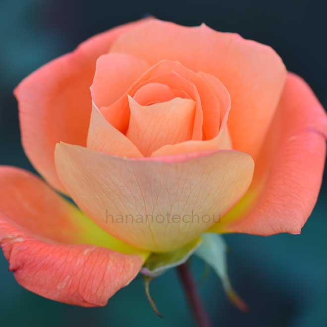 バラ ゴールデン スリッパーズ｜花の手帖の薔薇図鑑