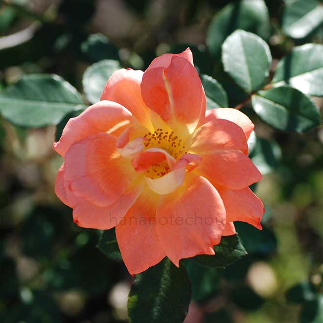 バラ ゴールデン スリッパーズ｜花の手帖の薔薇図鑑