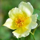 バラ ゴールデン ウィングス｜花の手帖の薔薇図鑑