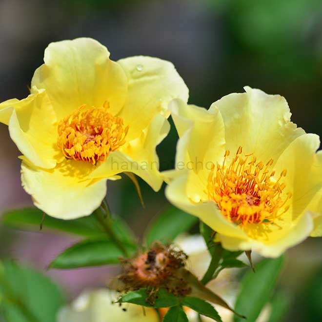 バラ ゴールデン ウィングス｜花の手帖の薔薇図鑑