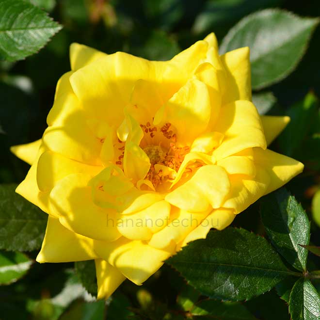 バラ ゴールドジュエル｜花の手帖の薔薇図鑑