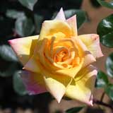 バラ ゴールド クローネ｜花の手帖の薔薇図鑑