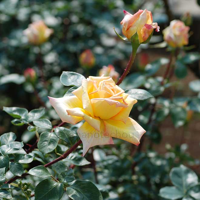 バラ ゴールド クローネ｜花の手帖の薔薇図鑑