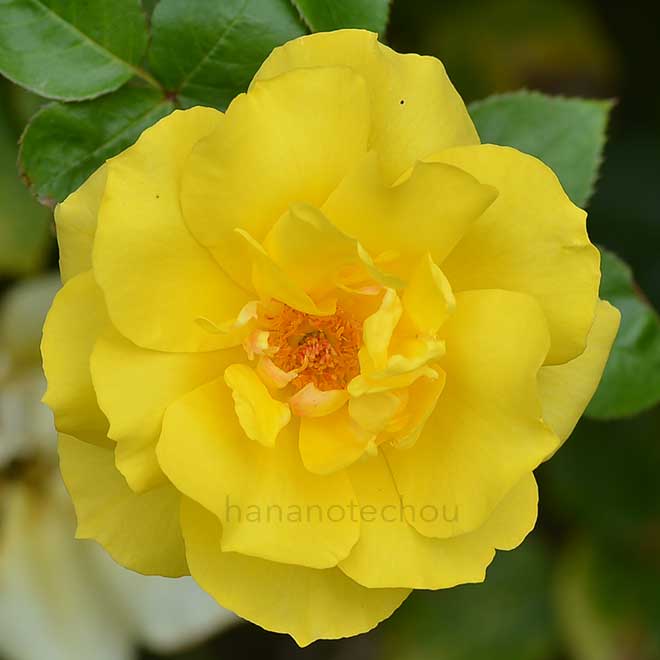 バラ ゴールド リーフ｜花の手帖の薔薇図鑑