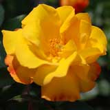 バラ ゴールドマリー ’84｜花の手帖の薔薇図鑑