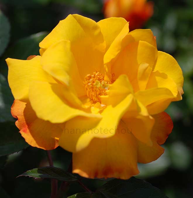 バラ ゴールドマリー'84｜花の手帖の薔薇図鑑