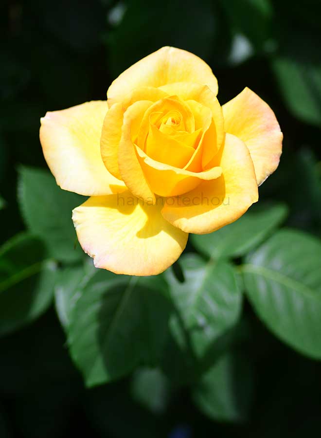 バラ ゴールド メダル｜花の手帖の薔薇図鑑