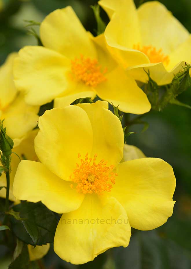 バラ ゴールド ミチコ｜花の手帖の薔薇図鑑