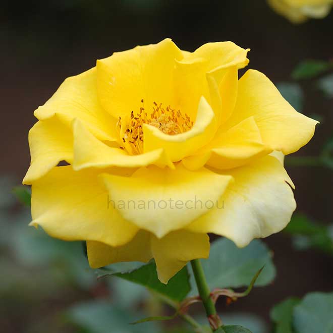 バラ ゴールドクベレ｜花の手帖の薔薇図鑑