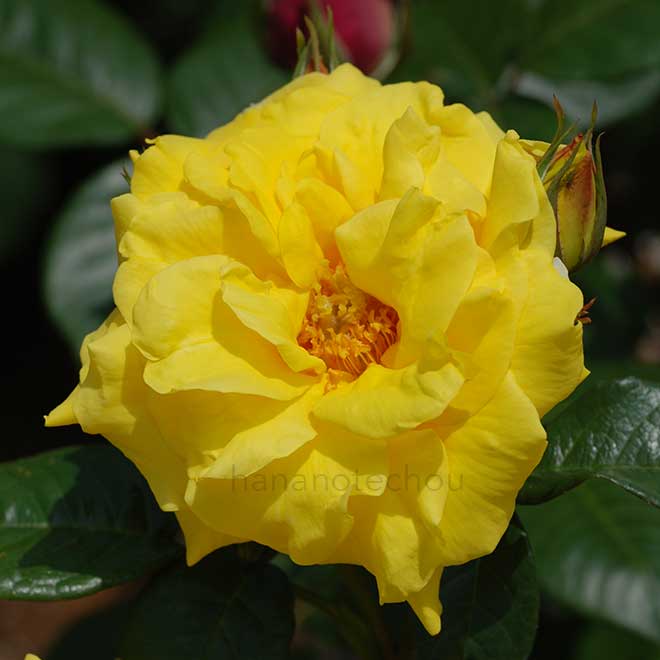 バラ ゴールドシャッツ｜花の手帖の薔薇図鑑