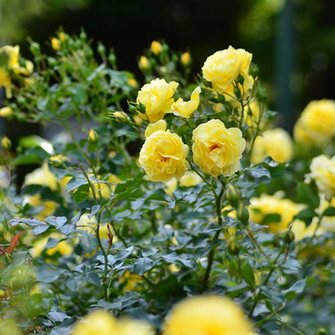 バラ ゴールドシャッツ｜花の手帖の薔薇図鑑