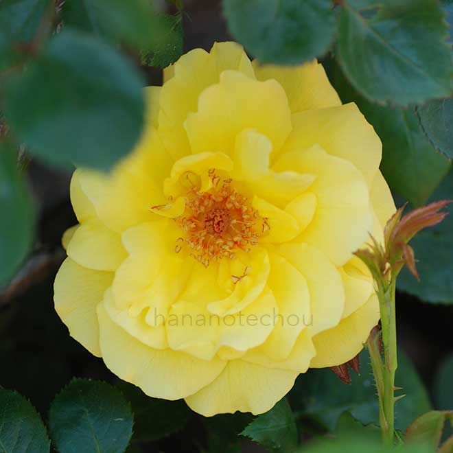 バラ ゴールドスターン｜花の手帖の薔薇図鑑