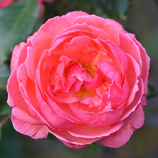 バラ ゴードンズ カレッジ｜花の手帖の薔薇図鑑