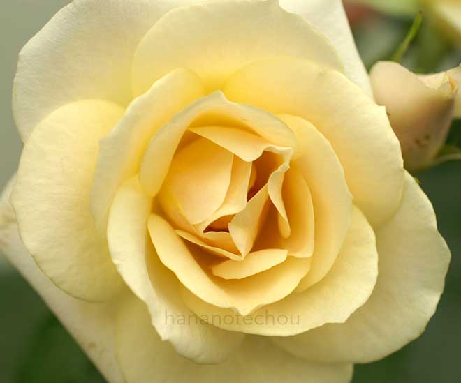 バラ グレイス アバンディング｜花の手帖の薔薇図鑑