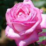 バラ グレイス ドゥ モナコ｜花の手帖の薔薇図鑑