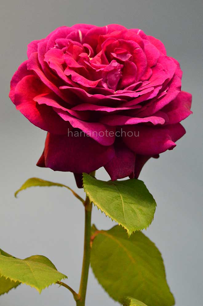 バラ グレーフィン ディアナ｜花の手帖の薔薇図鑑