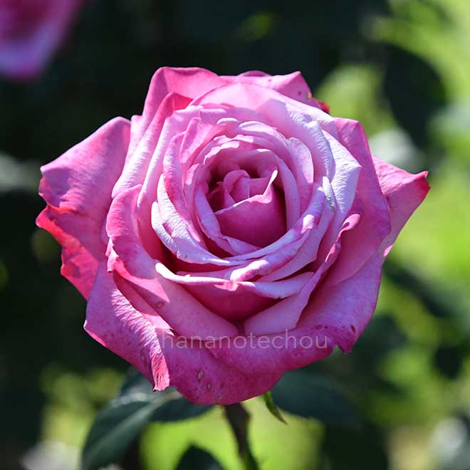バラ グレーフィン ソニア｜花の手帖の薔薇図鑑