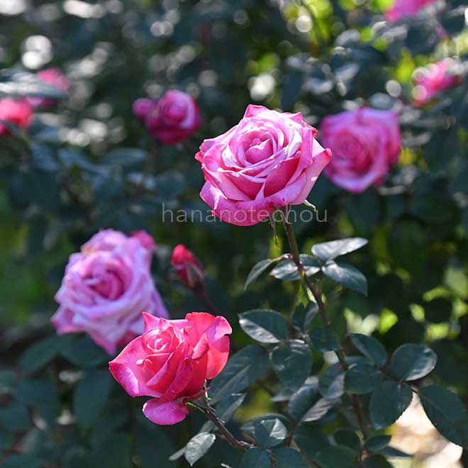 バラ グレーフィン ソニア｜花の手帖の薔薇図鑑