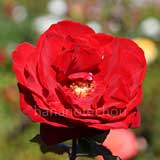 バラ 恋心｜花の手帖の薔薇図鑑