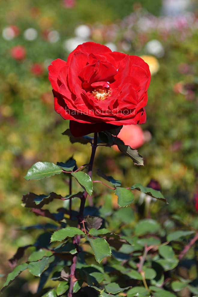 バラ グラフレナート｜花の手帖の薔薇図鑑