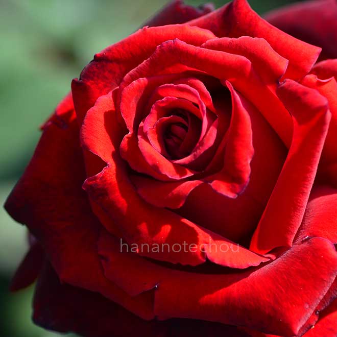 バラ グラフレナート｜花の手帖の薔薇図鑑